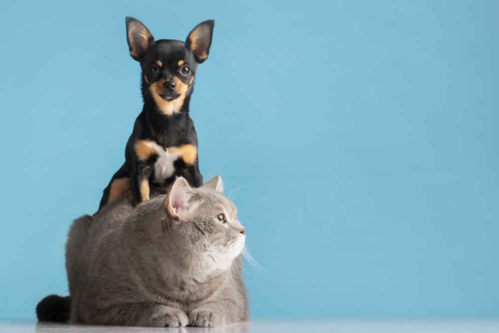 New Clients Welcome at Your Pets Vets in Pembroke Pines, FL