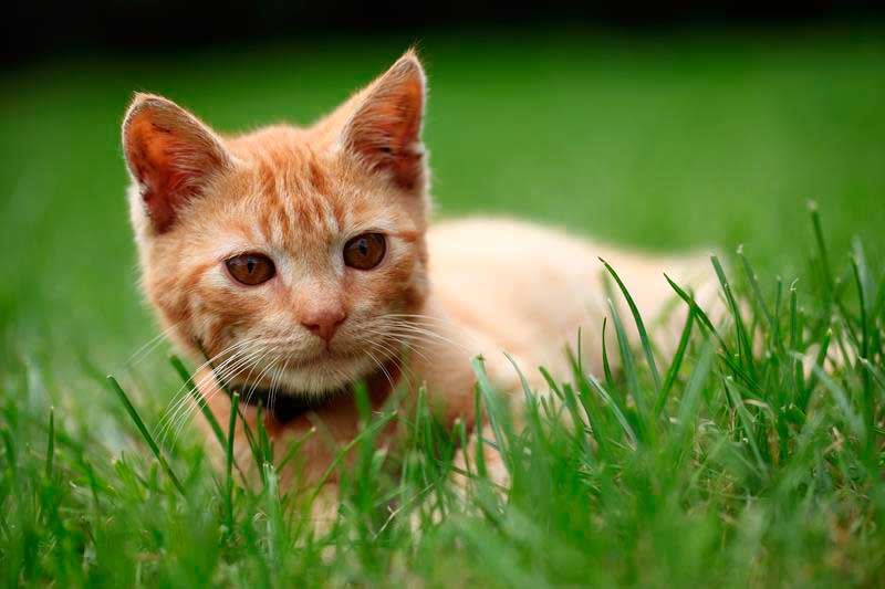 Digital Full Body Radiology for Pets in Pembroke Pines, FL