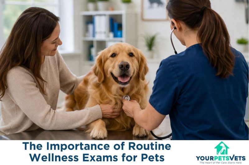 The Importance of Routine Wellness Exams for Pets