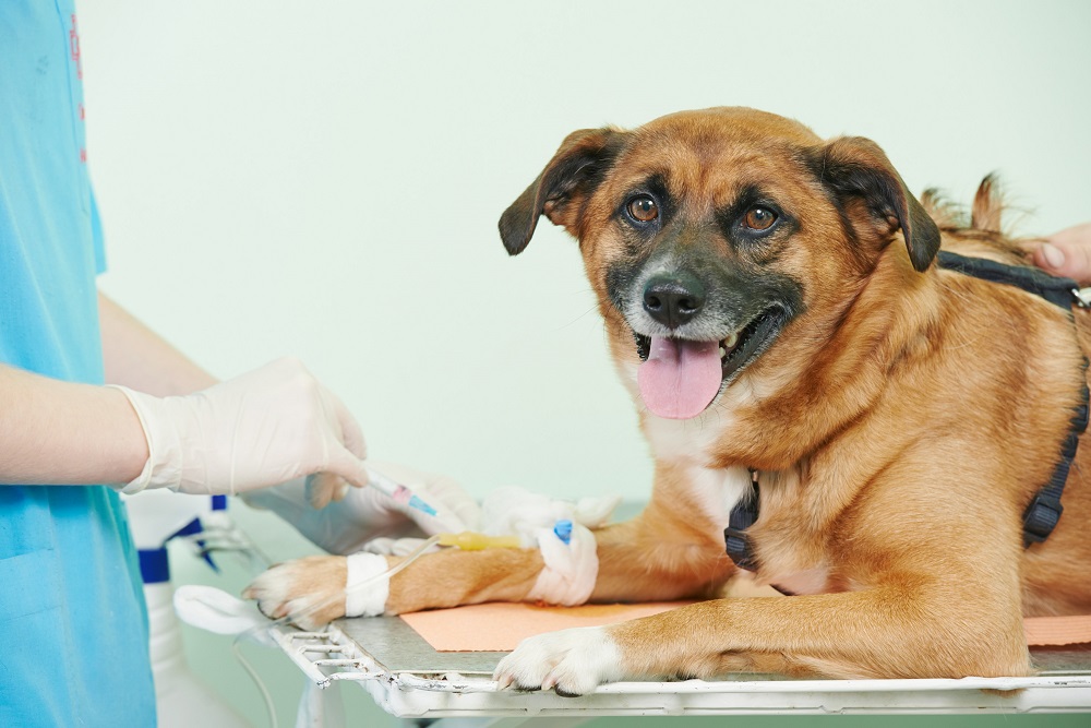 Soft Tissue Surgery for Pets in Pembroke Pines, FL