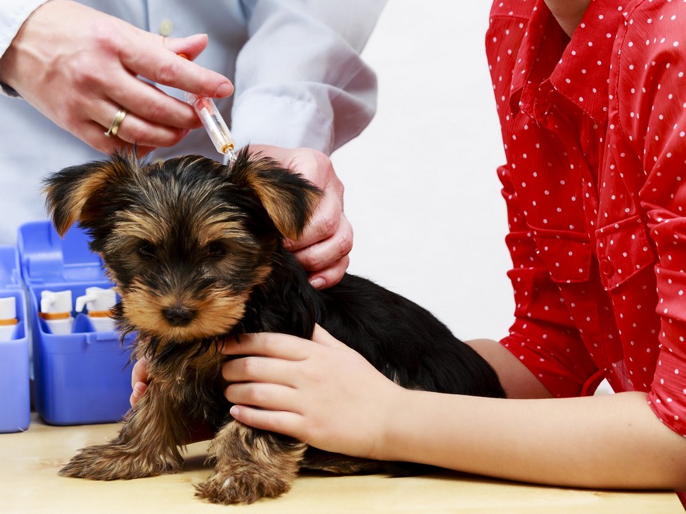 Pet Vaccines in Pembroke Pines, FL