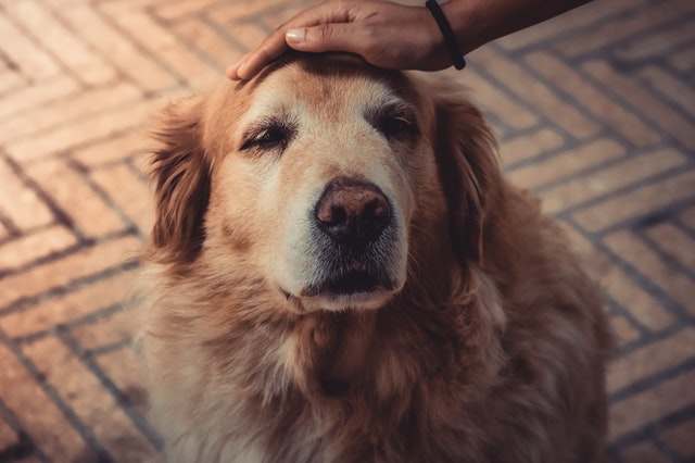 Senior Pet Care in Pembroke Pines, FL